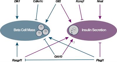 Imprinted Genes Impact Upon Beta Cell Function in the Current (and Potentially Next) Generation